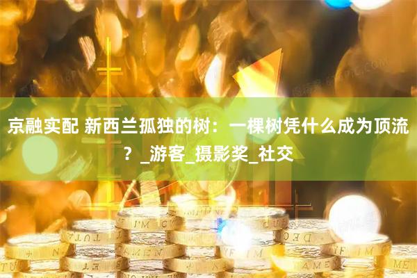 京融实配 新西兰孤独的树：一棵树凭什么成为顶流？_游客_摄影奖_社交